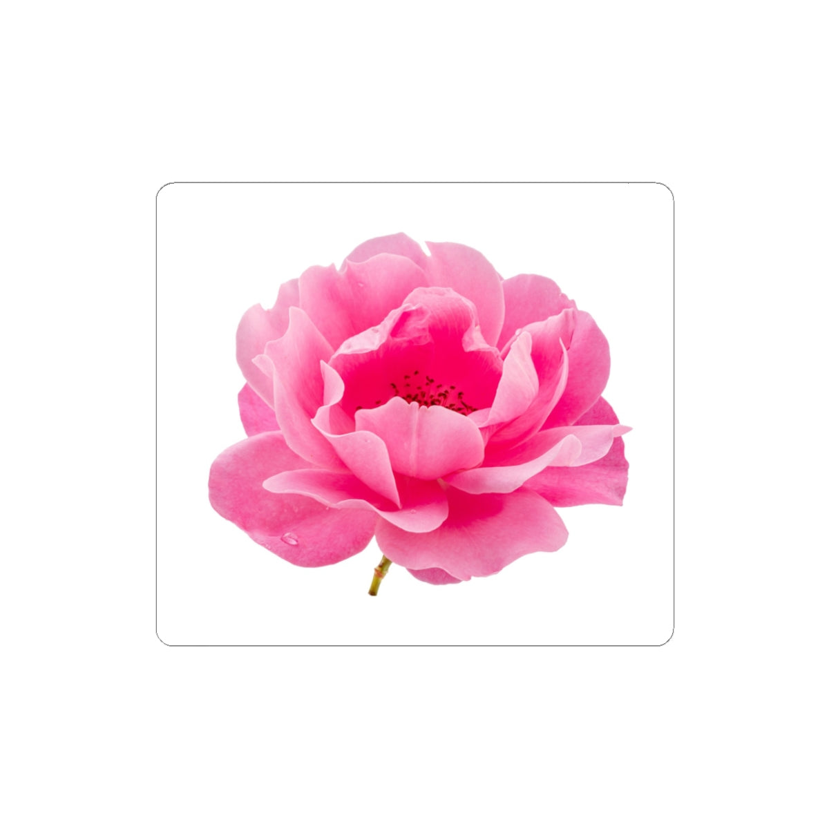 Pink Peony Sticker — Floral Kiss-Cut Decal for Laptops, Water Bottles & Journals